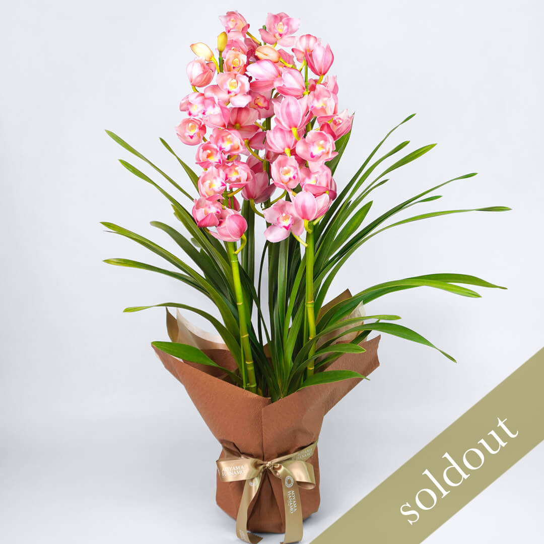 【お歳暮】ピンクのストレート型のシンビジュームの鉢植え