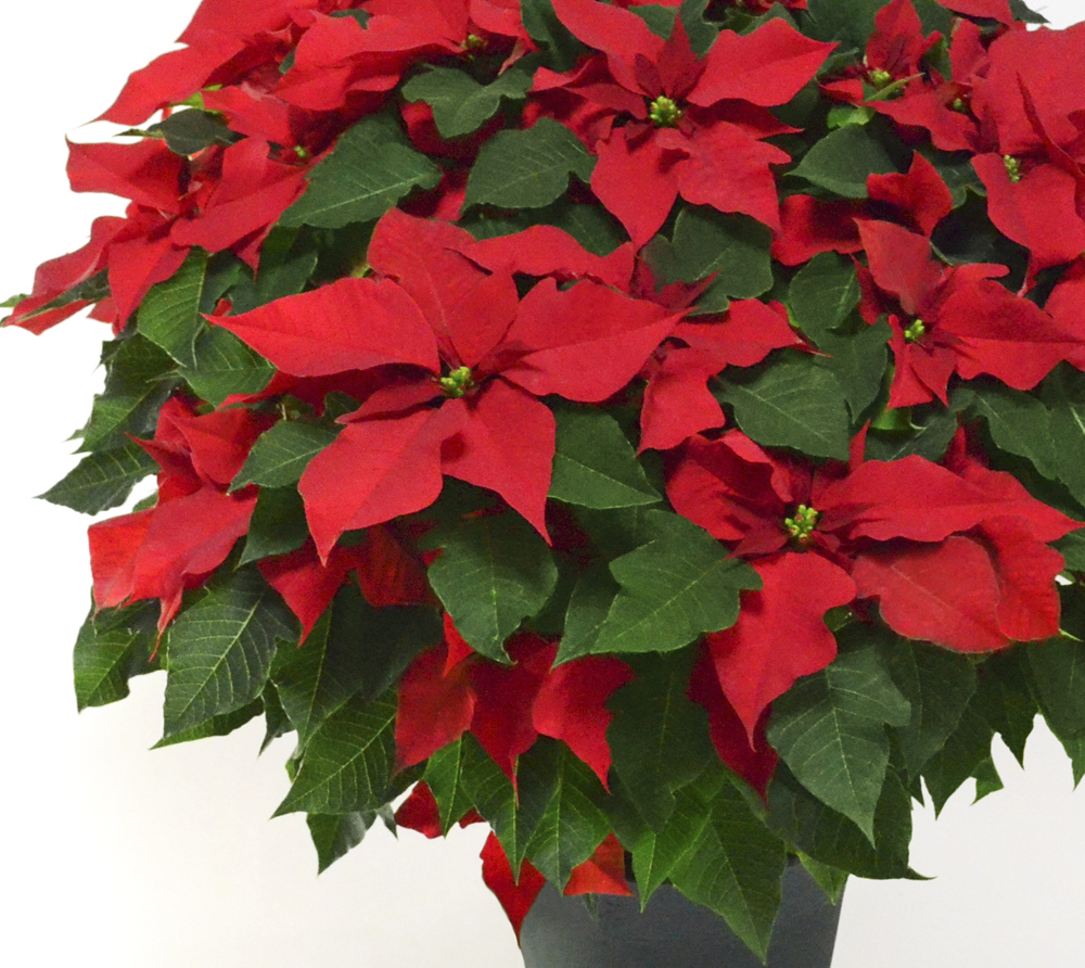 【お歳暮・クリスマス】大きなポインセチアの鉢植え