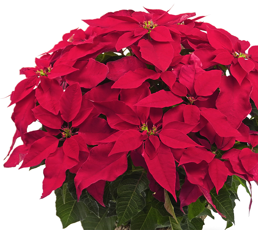 【お歳暮・クリスマス】深い赤色のプリンセチアの鉢植え