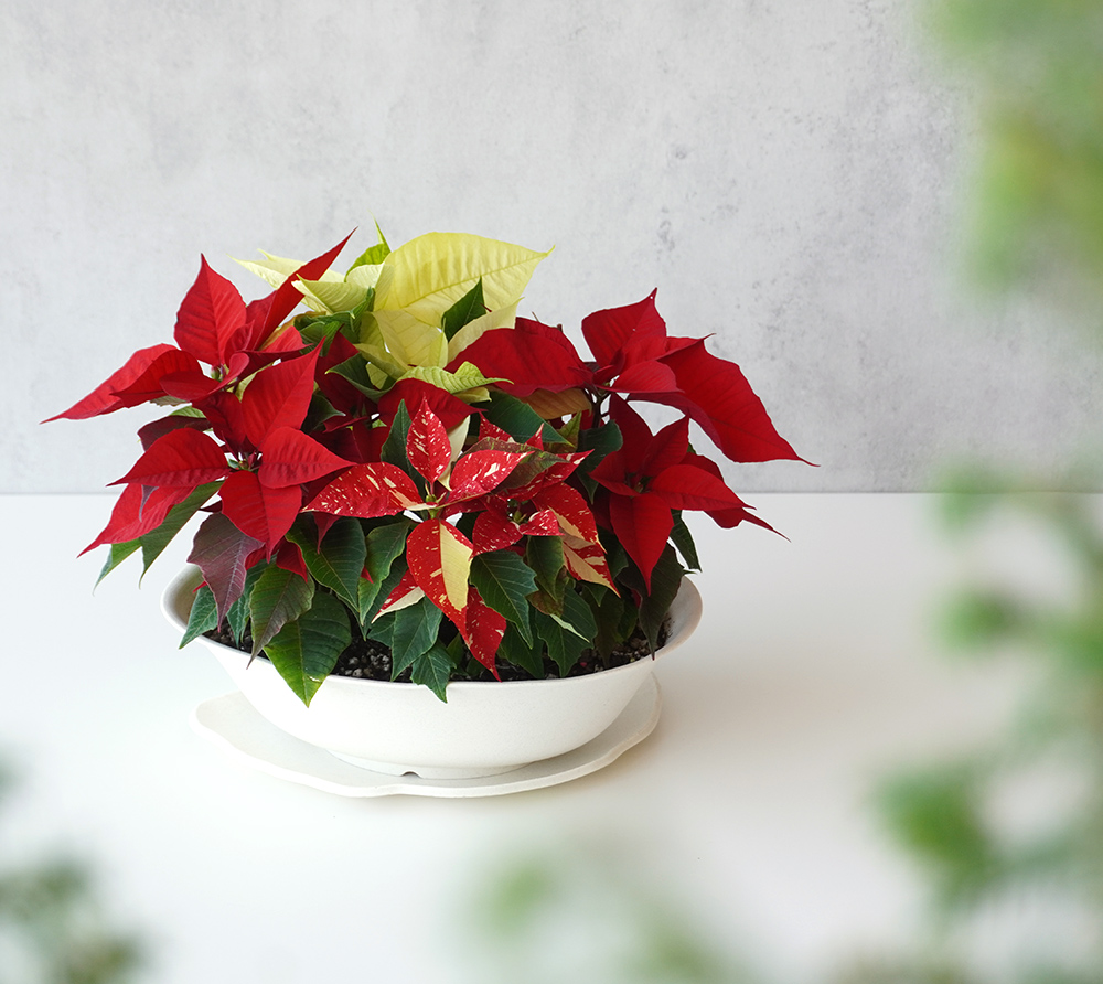 【お歳暮・クリスマス】テーブルサイズのポインセチアの鉢植え