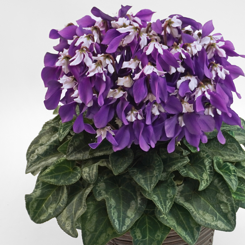 【お歳暮】紫のシクラメンの鉢植え