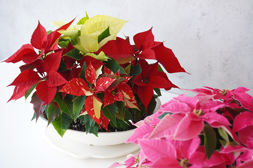テーブルサイズのポインセチア