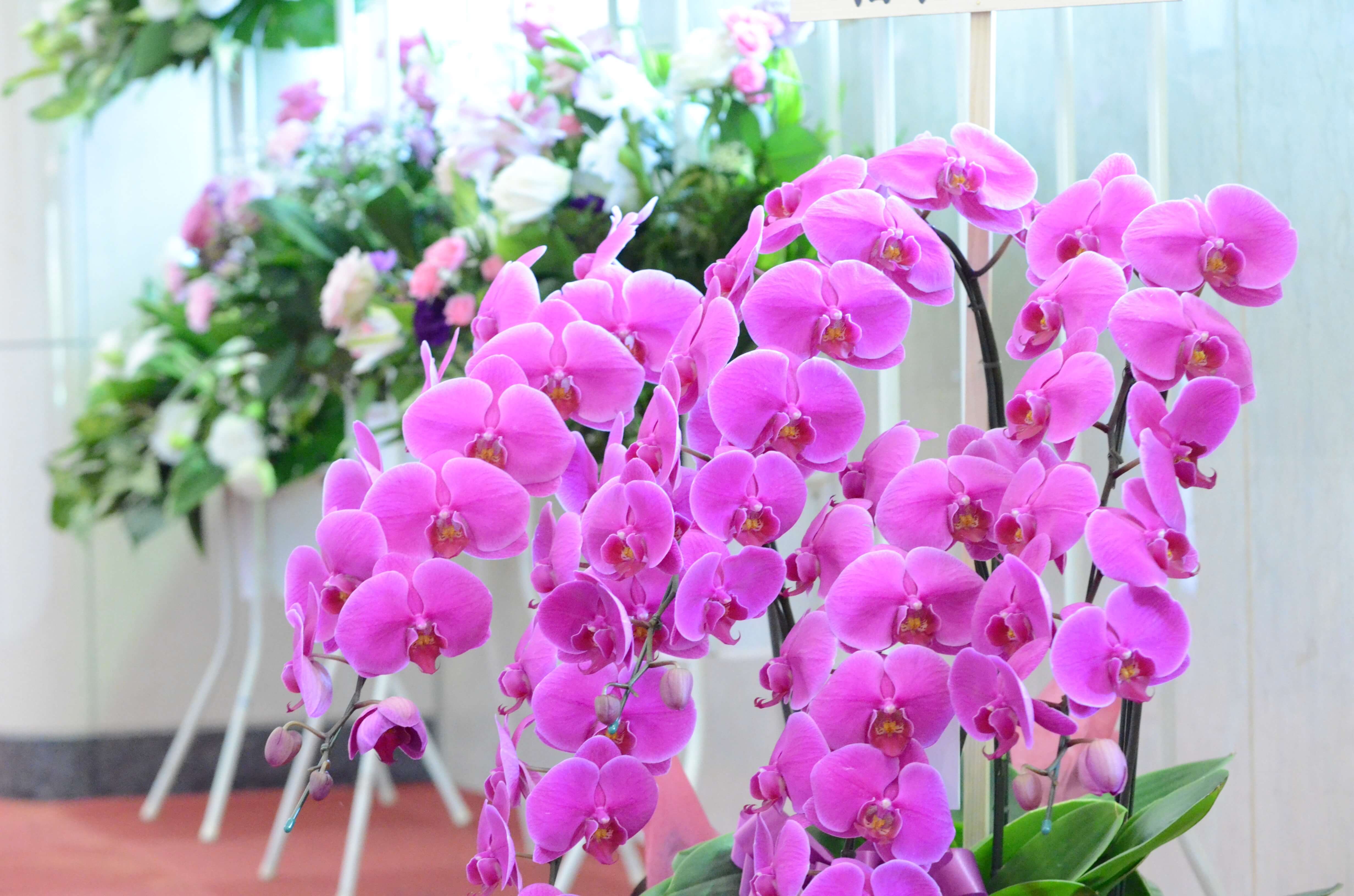 法人様用の大輪胡蝶蘭の画像