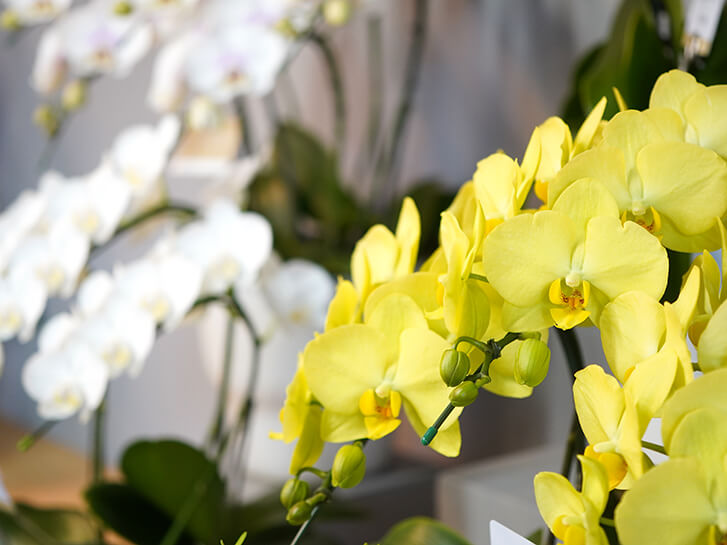 胡蝶蘭・蘭鉢を選ぶ｜AOYAMA HANAMO ・ フラワーギフト通販