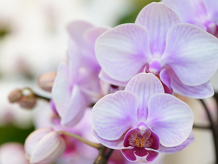 ピンクのミディ胡蝶蘭