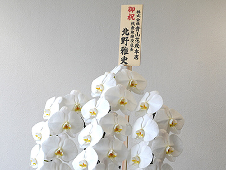 大輪胡蝶蘭と立て札