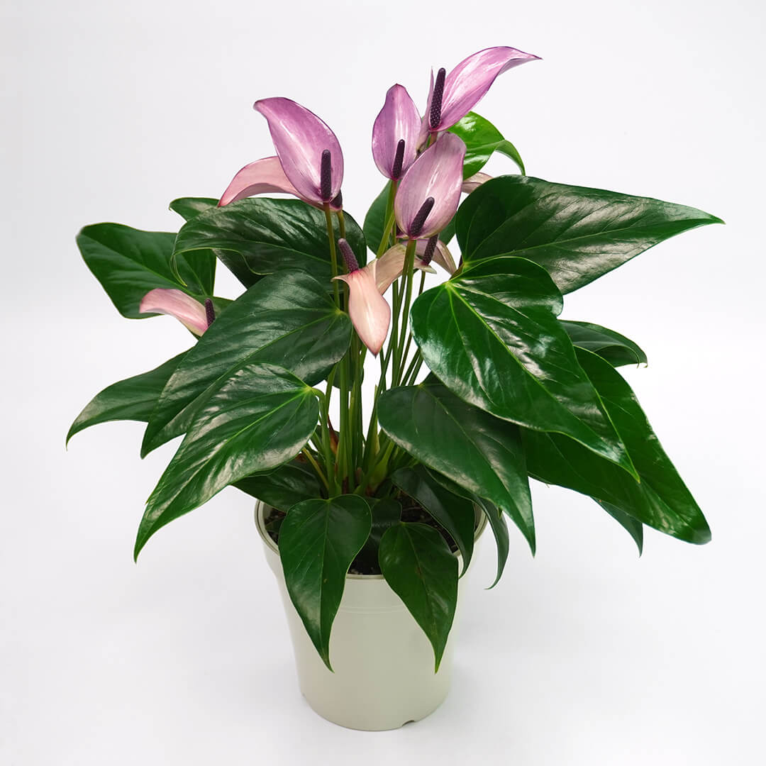 アンスリウム＜ジゾー＞