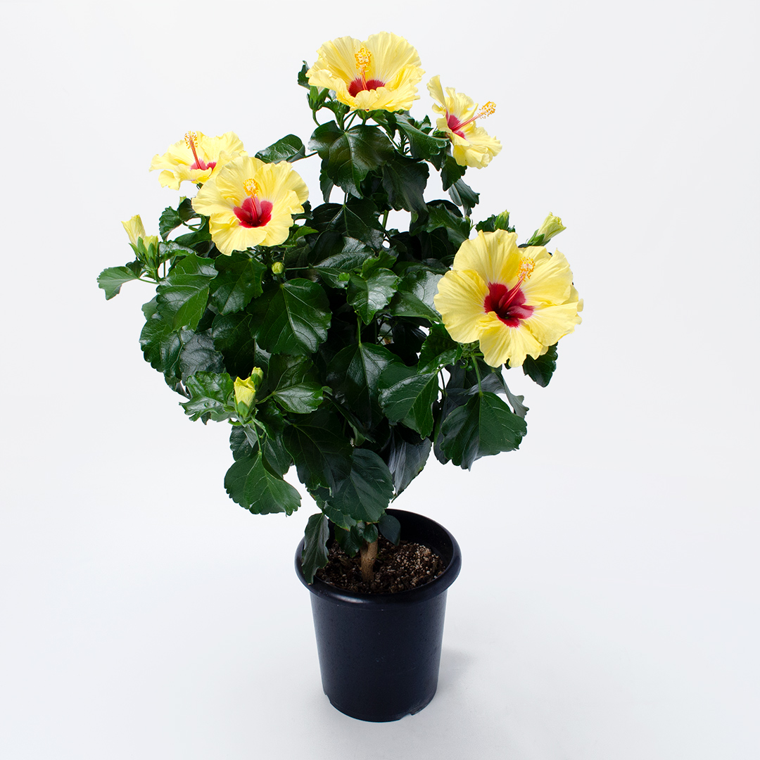 黄色のハイビスカスの鉢植え