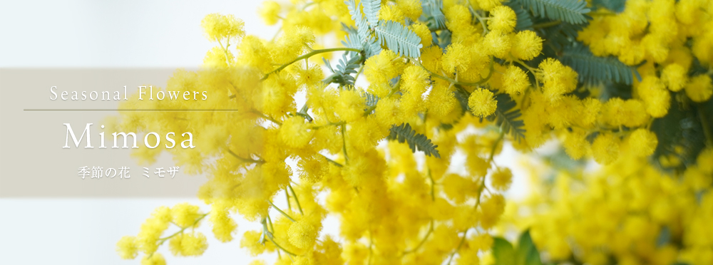 ミモザ