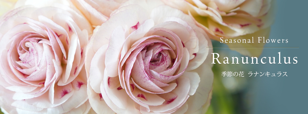 ラナンキュラスのフラワーギフト