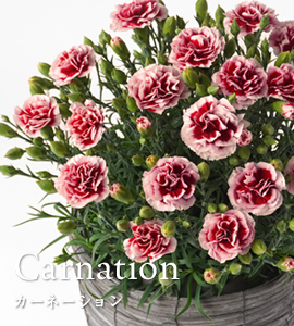 カーネーション