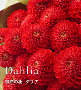 赤いダリアの花束