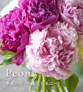 芍薬