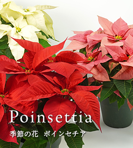 ポンセチアの鉢植え