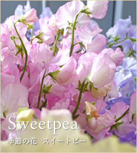 スイートピー