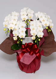 胡蝶蘭をラッピングペーパーで包む