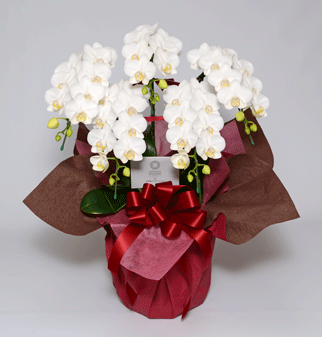 ミディ胡蝶蘭アマビリス