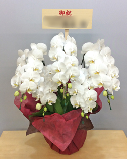 ミディ胡蝶蘭アマビリス