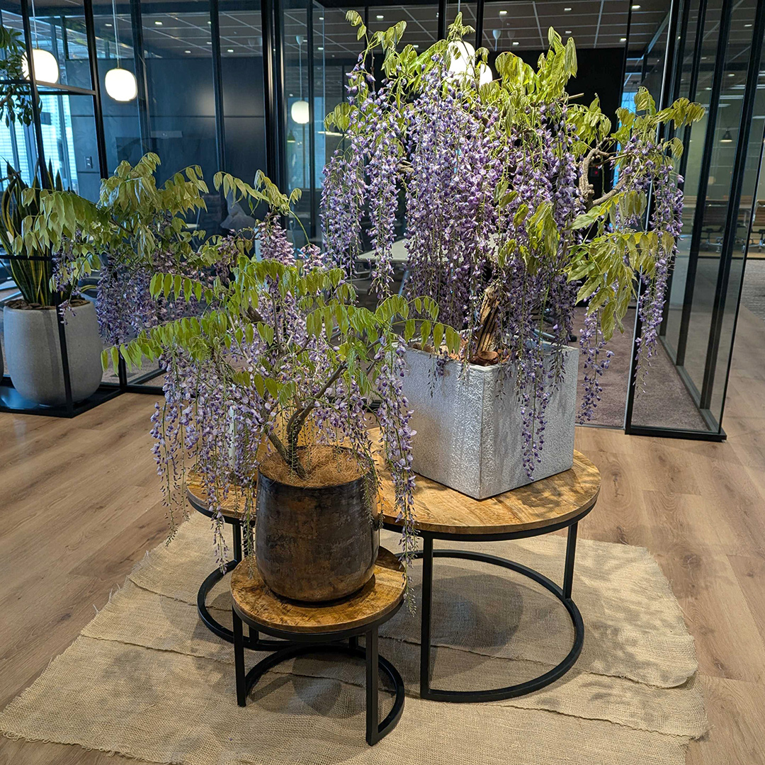 オフィスエントランスの藤の花の活け込み