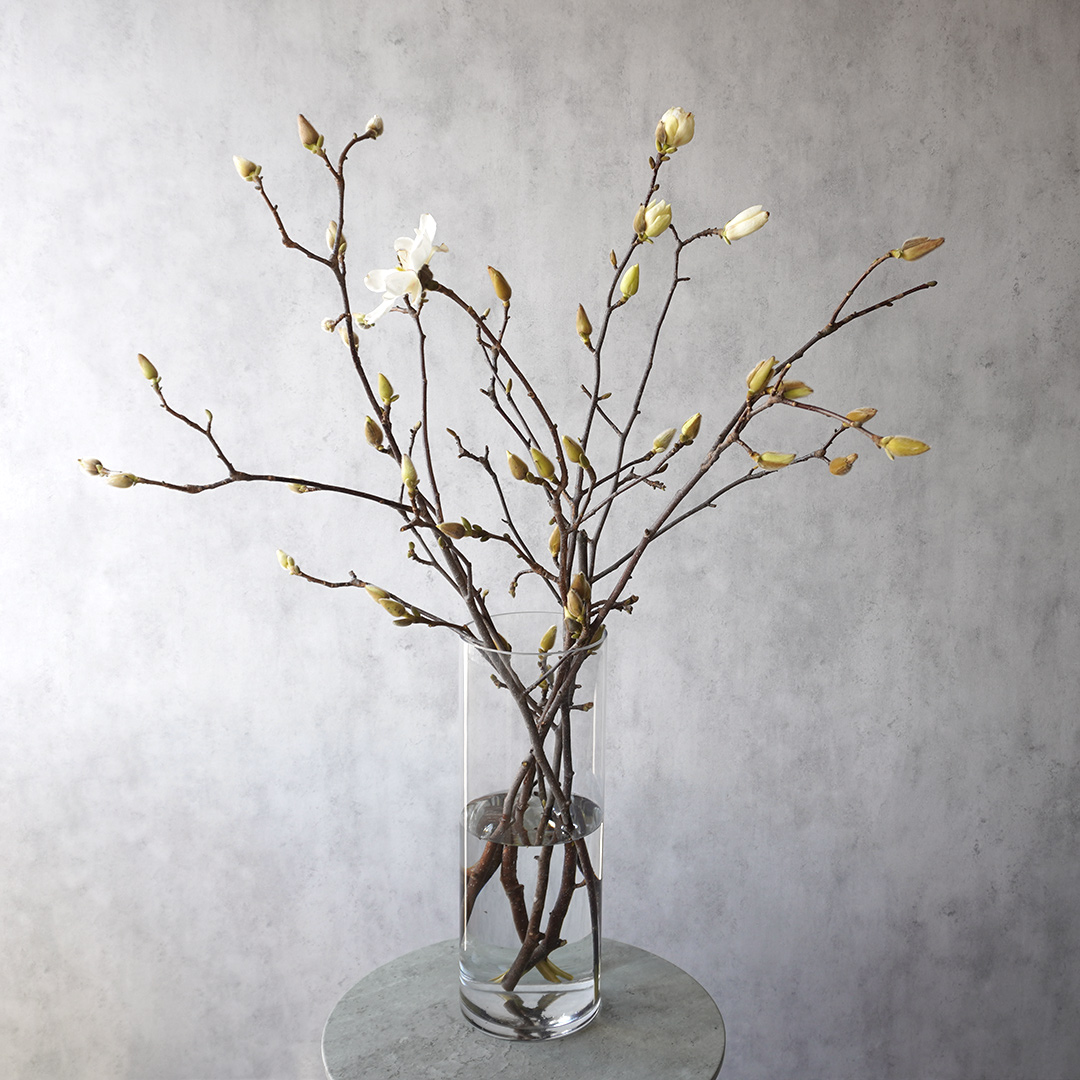 モクレンの花瓶活け（枝ものサブスク）