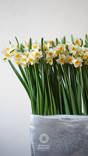 水仙（スイセン）