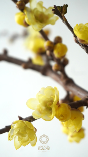 蝋梅（ロウバイ）