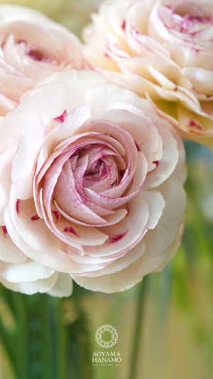 ラナンキュラス