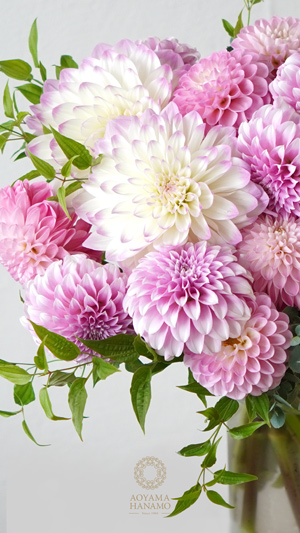 ピンクのダリアのブーケ