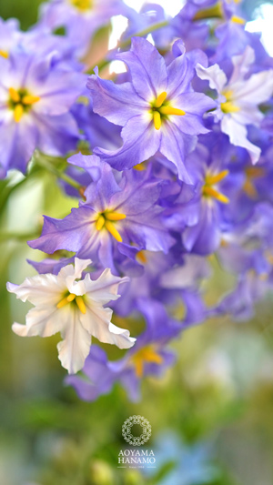 リューココリネ