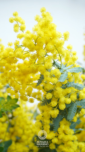 ミモザ