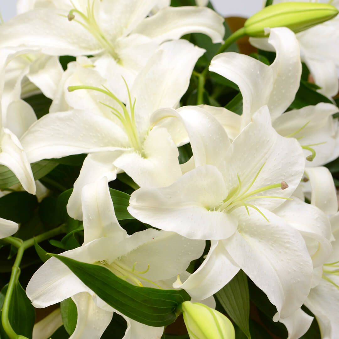 カサブランカの花束（ご供花）｜青山花茂本店