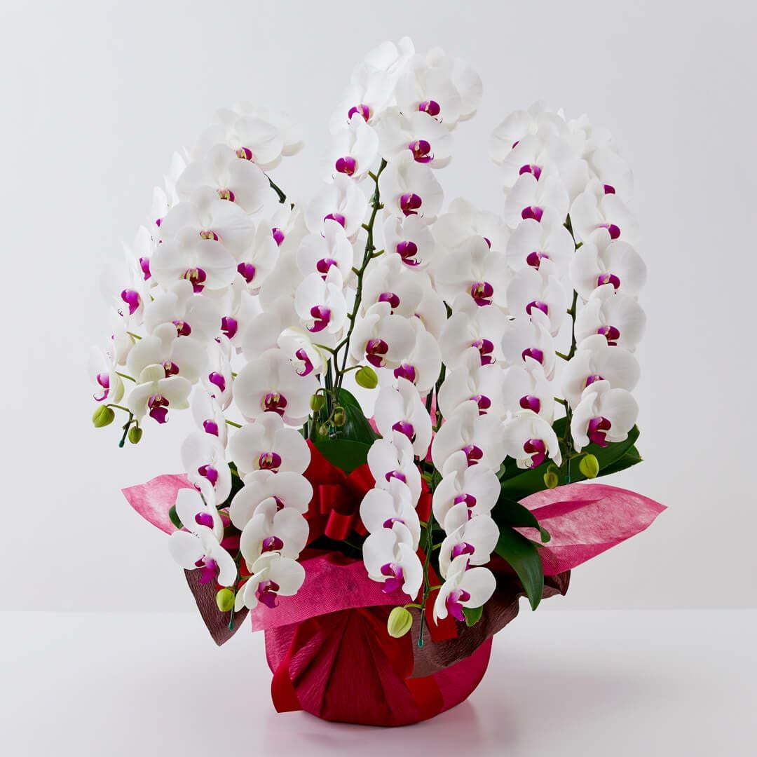 胡蝶蘭（大輪 5本立ち）｜青山花茂本店