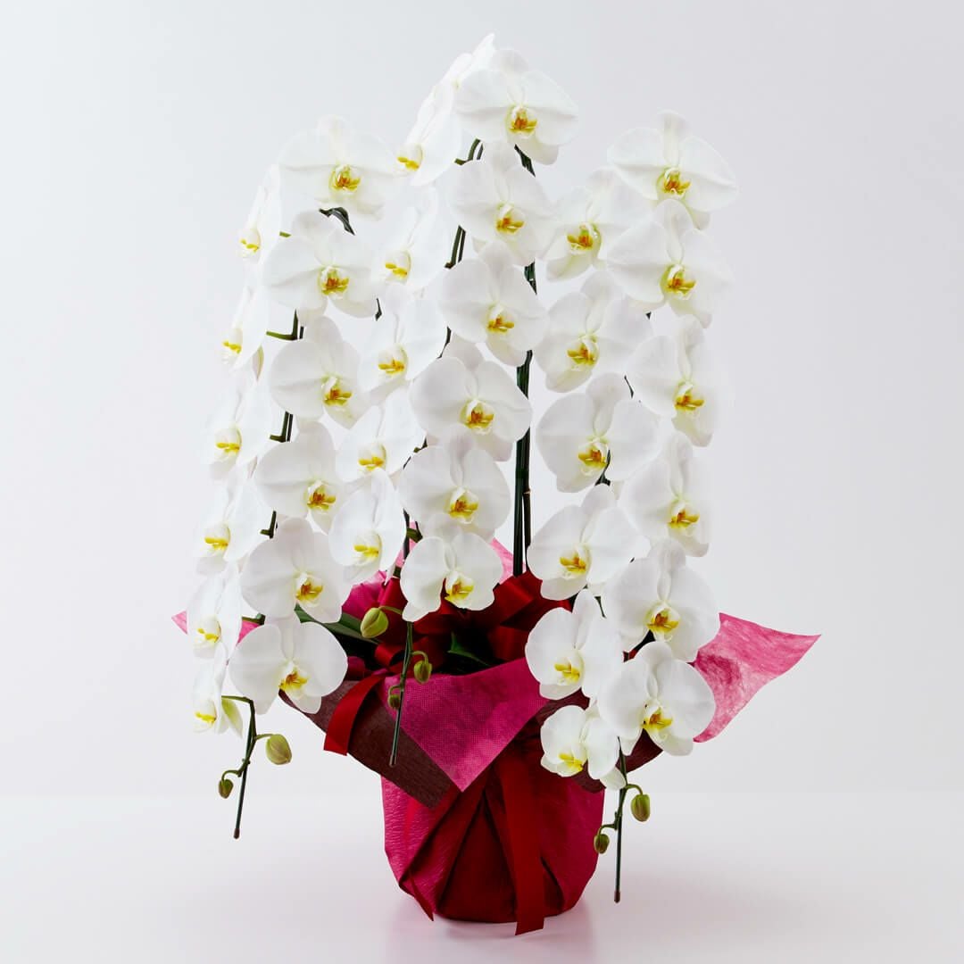 胡蝶蘭・蘭鉢を選ぶ｜AOYAMA HANAMO ・ フラワーギフト通販