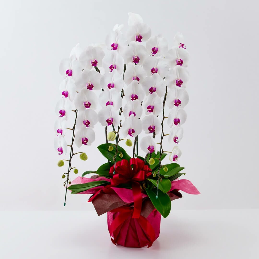 胡蝶蘭（大輪 ３本立ち）白に赤リップ