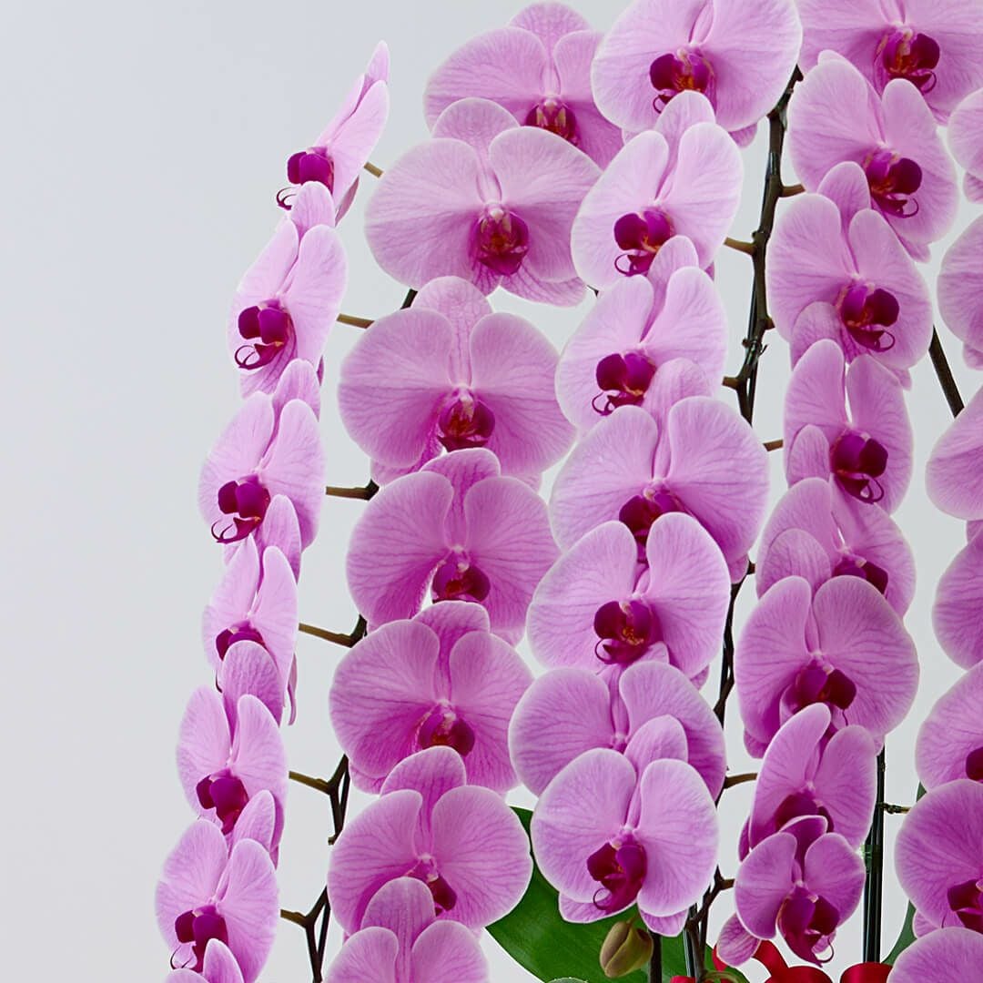 胡蝶蘭（大輪 3本立ち）｜青山花茂本店