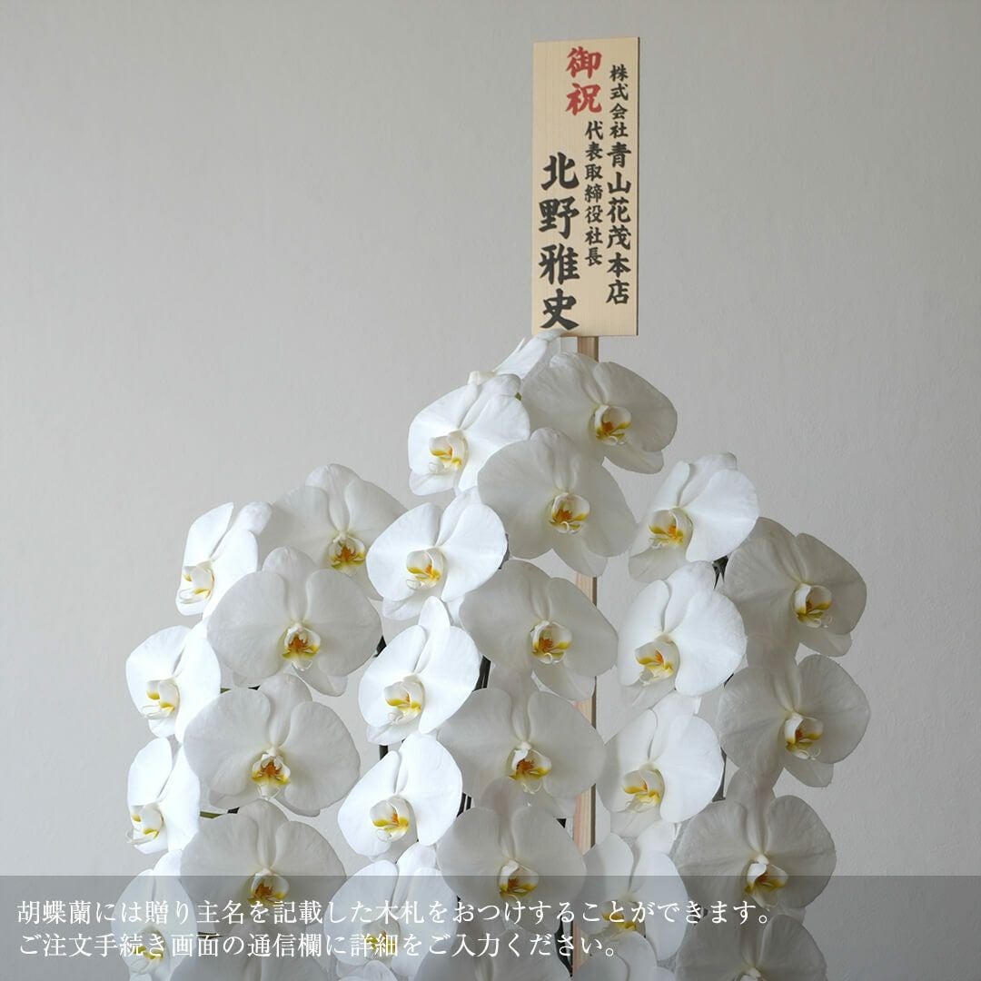 胡蝶蘭（大輪 3本立ち）｜青山花茂本店