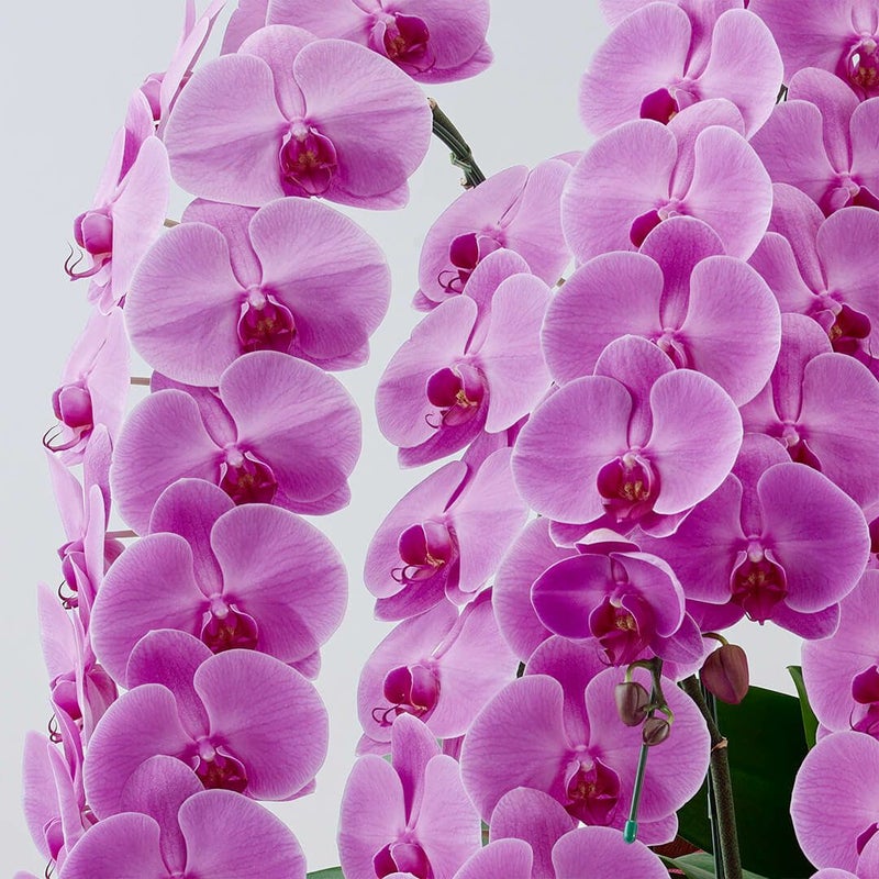 胡蝶蘭（大輪10本立ち）ピンク