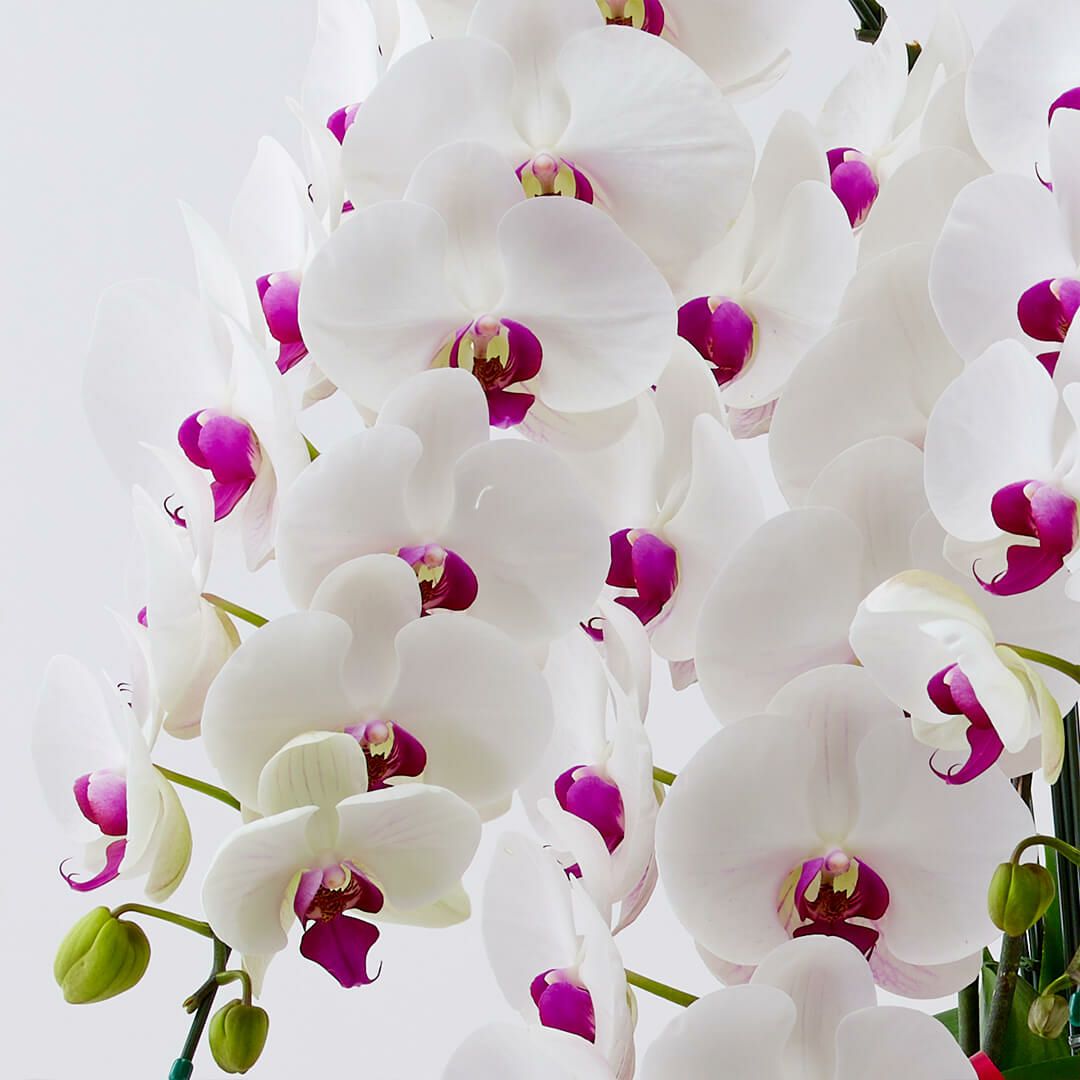 胡蝶蘭（大輪10本立ち）｜青山花茂本店