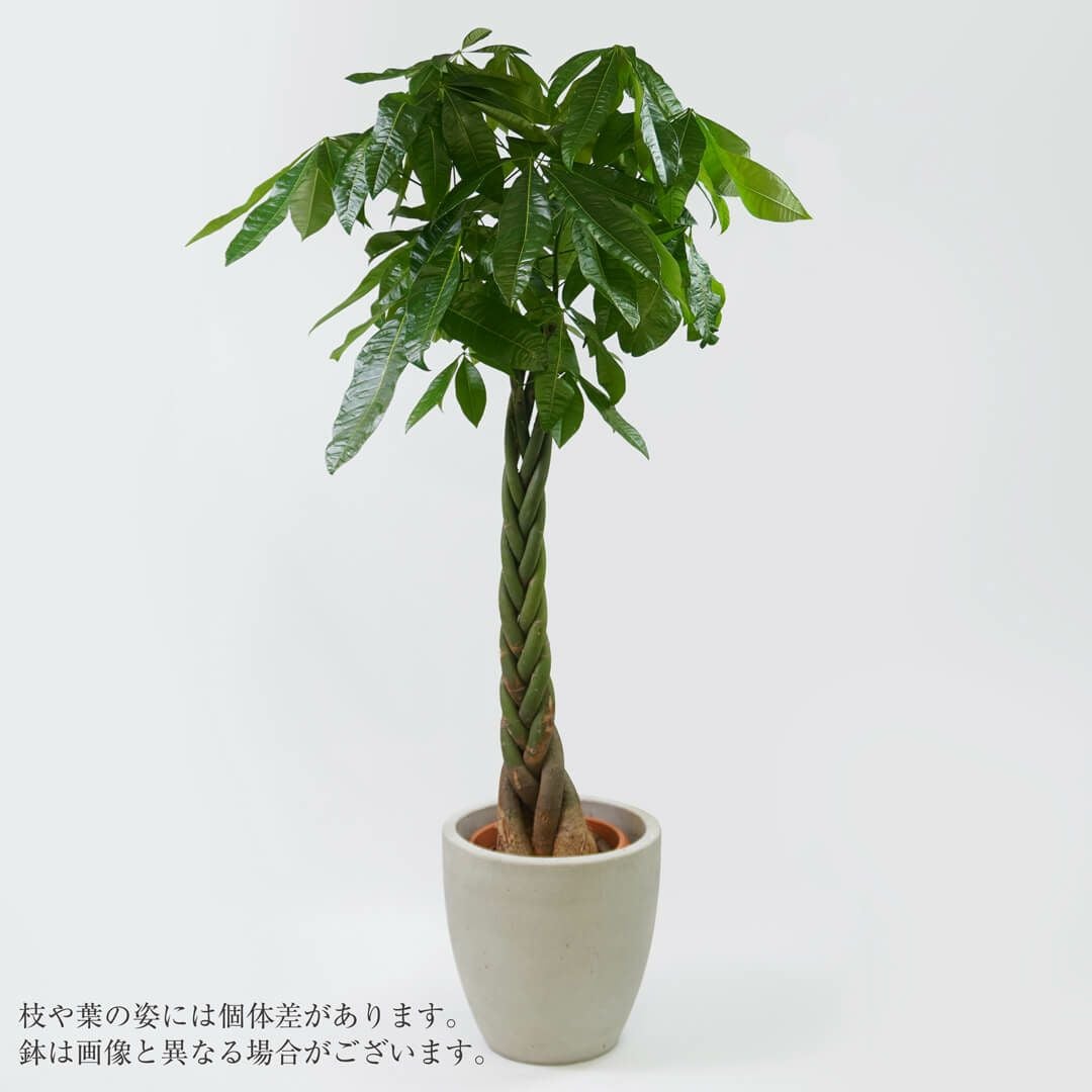 パキラ（ラージサイズ）・鉢カバー入り｜青山花茂本店
