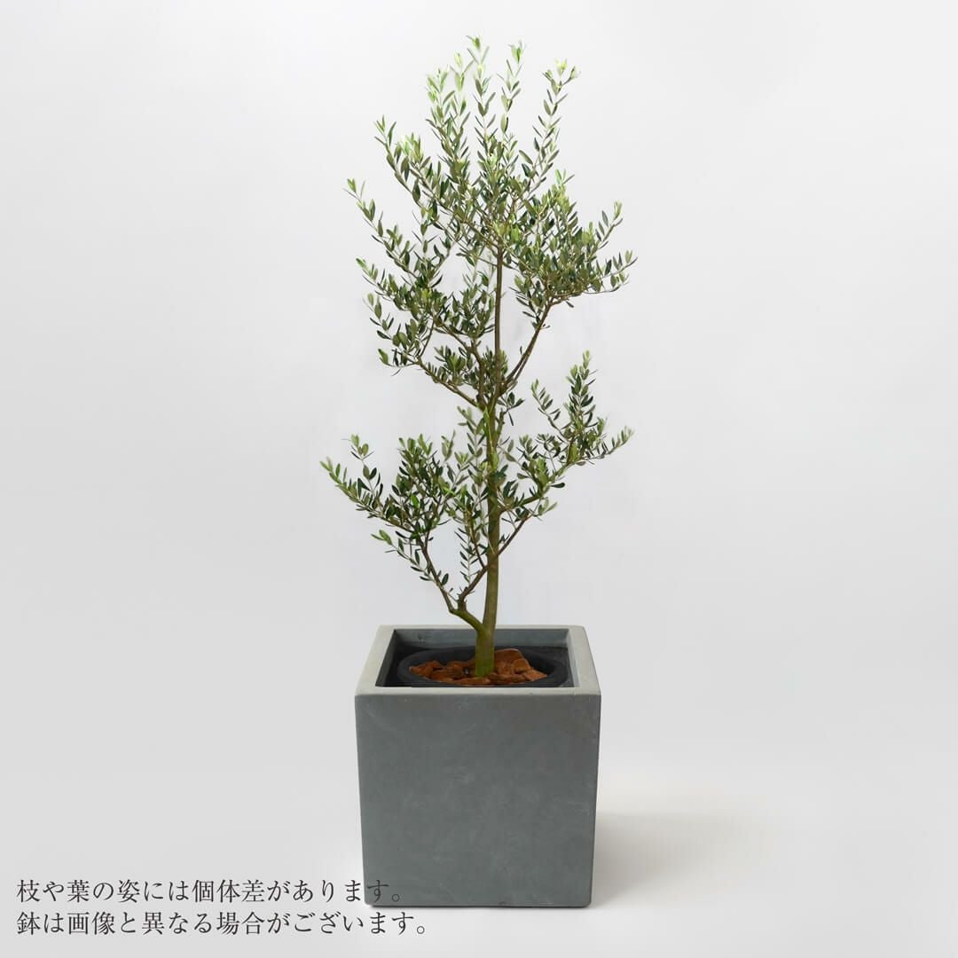 000000000169-01.jpg?size=m&w=