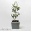オリーブの鉢植え