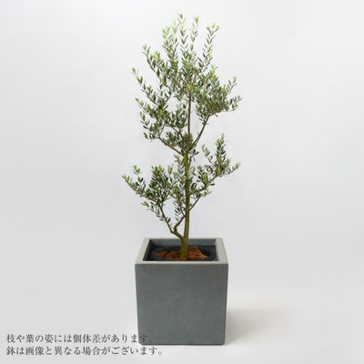 000000000169-01.jpg?size=m&w= 
