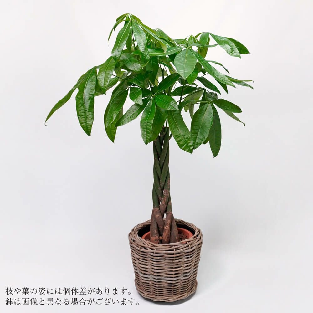 フィカス・ウンベラータ・鉢カバー入り｜青山花茂本店