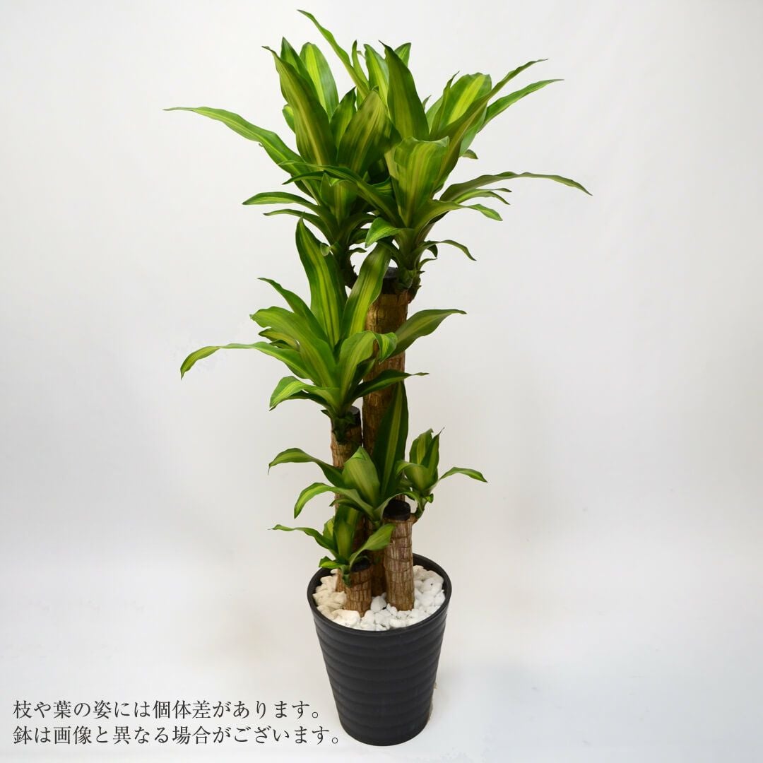 ドラセナ　観葉植物　ドラセナ.マッサンゲアナ　幸福の樹 Amazon｜ドラセナ マッサンゲアナ 幸福の木 観葉植物 立派でな幹｜観葉