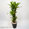 ドラセナ・マッサンゲアナ＜幸福の木＞