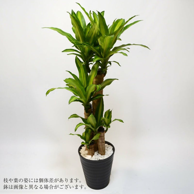 ドラセナ・マッサンゲアナ＜幸福の木＞