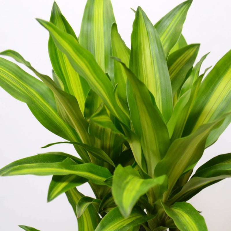 ドラセナ・マッサンゲアナ＜幸福の木＞