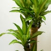ドラセナ・マッサンゲアナ＜幸福の木＞