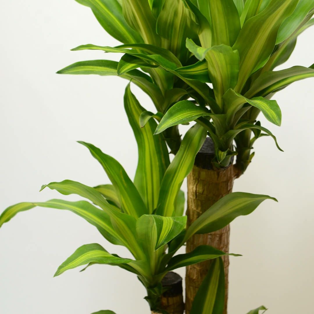 ドラセナ・マッサンゲアナ＜幸福の木＞