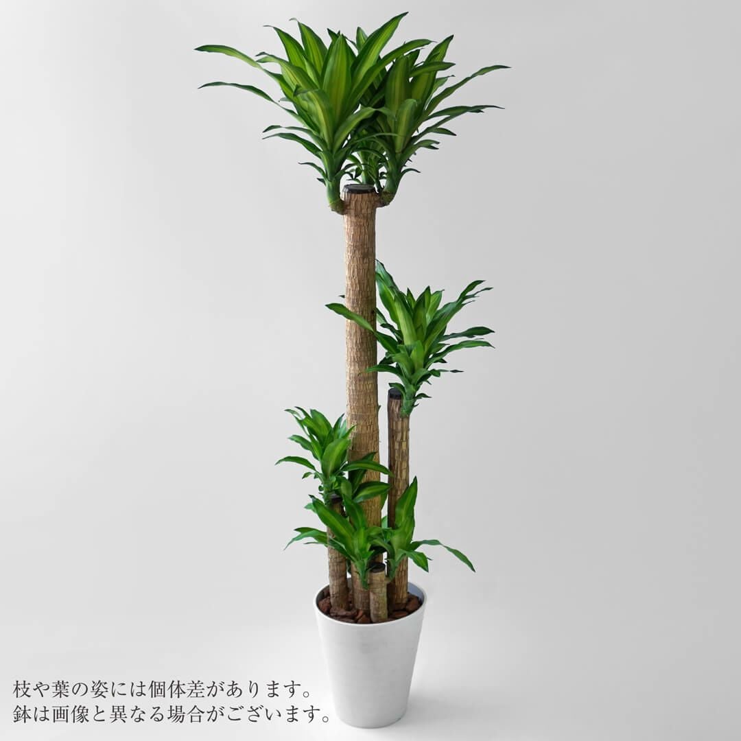 ドラセナ・マッサンゲアナ<幸福の木>|青山花茂本店 ドラセナ・マッサンゲアナ<幸福の木>|青山花茂本店